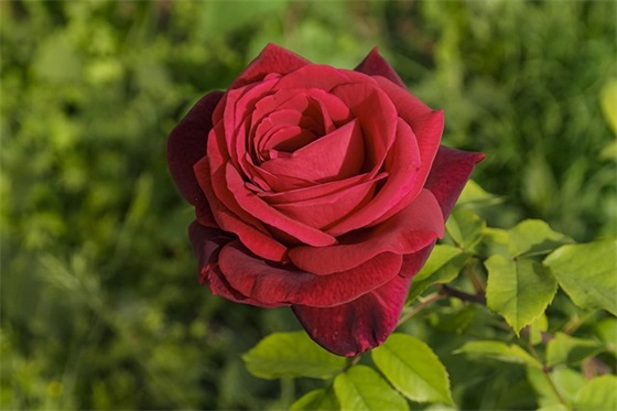 好听励志的微信昵称 好听励志的微信昵称英文(精选79个)