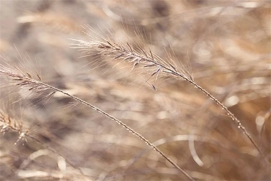 我的苦难我的大学