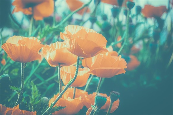 三八节座谈会发言稿