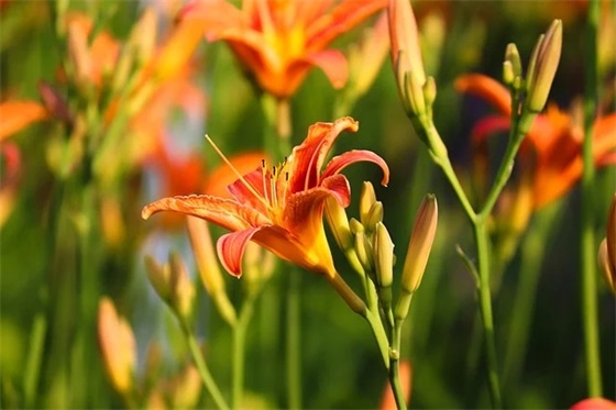 大专生毕业论文