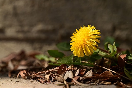 幼儿园育儿文章