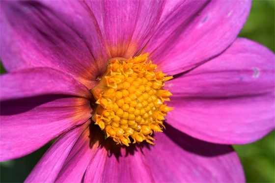 法定授权委托证明书