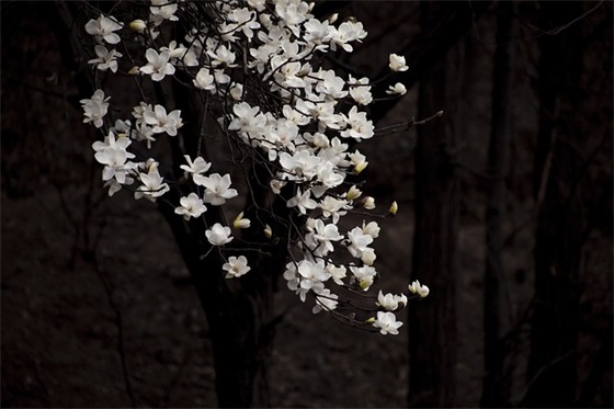 纪念我们死去的爱情