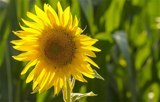 给雷锋叔叔的一封信