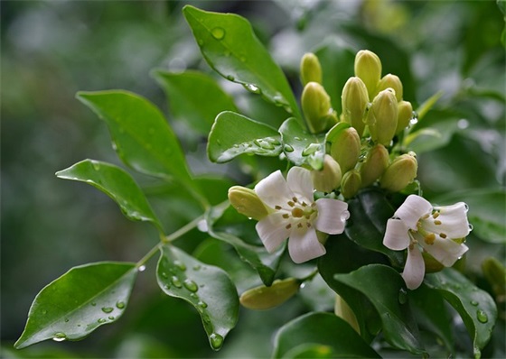 产品运营规划方案