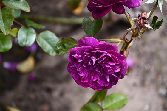 网络教育研究范文精选