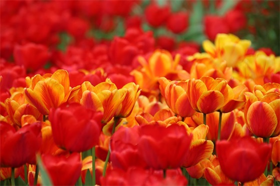 家庭亲情错乱集