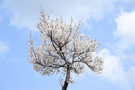 芦花荡教学设计