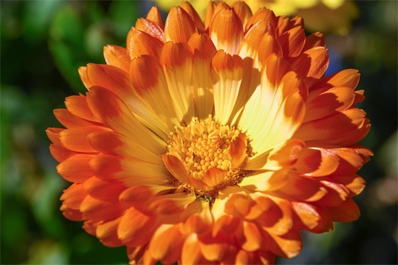 乐不思蜀的主人公