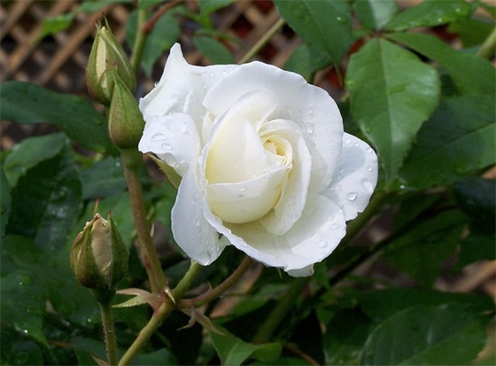 小学音乐学科教学案例