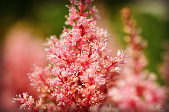 在沙漠中心教案