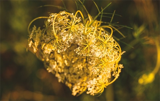 综合实践活动课教案