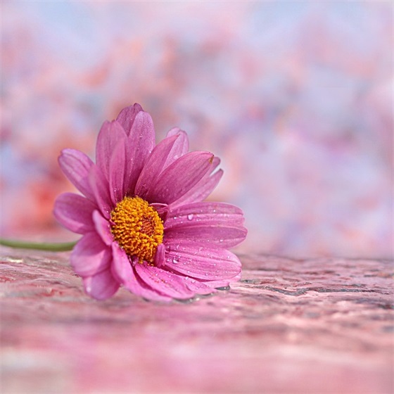 彼得与狼教学反思