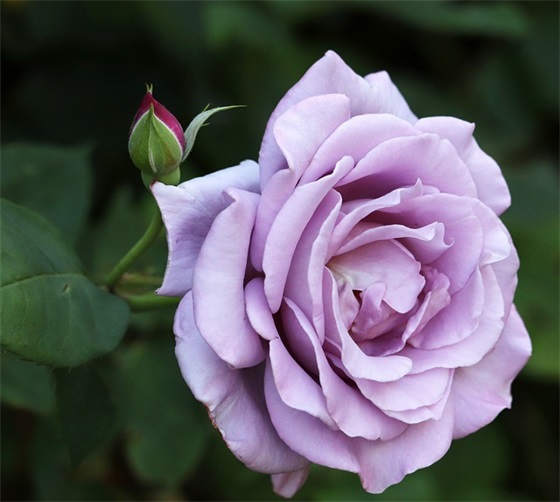 机械工程师职称论文