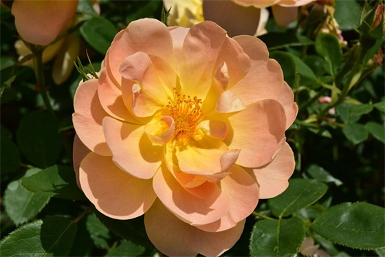 阳光温暖岁月静好