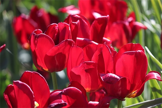 给市长的一封信