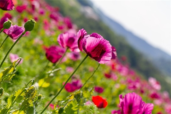 赞颂老师的文章