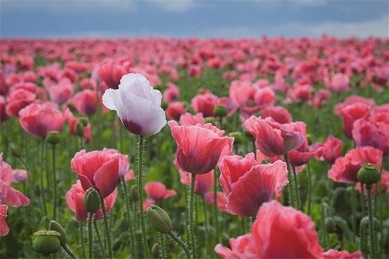 网络广告策划书