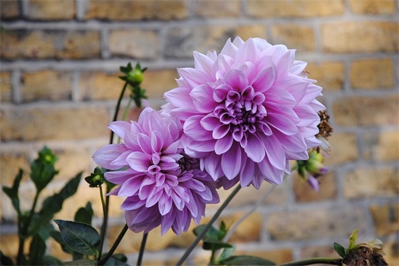 跨越海峡的生命桥教学反思