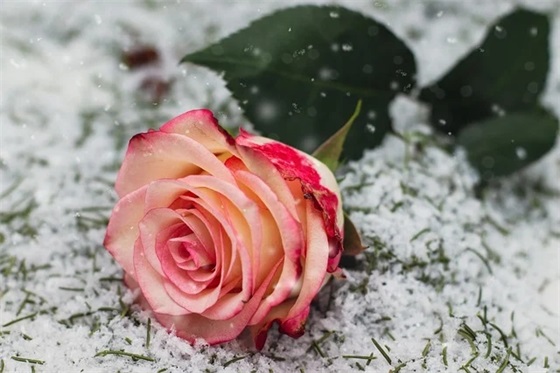 爱护公物主题班会