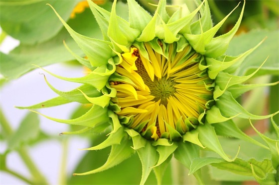 工作安排意见范文精选