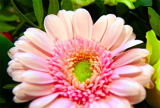 记一次游戏老鹰捉小鸡