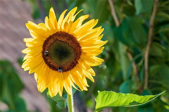 华语大专辩论赛