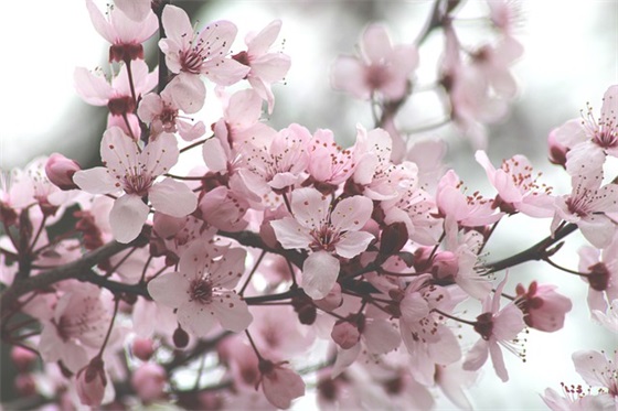 给领导的祝福语2025 鼠年给领导的祝福语