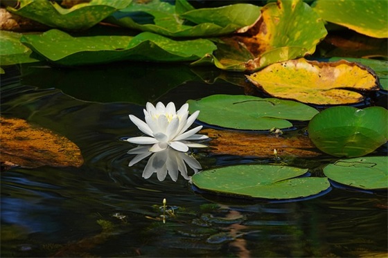 2025充满诗意的祝福语 充满诗意的新年祝福语