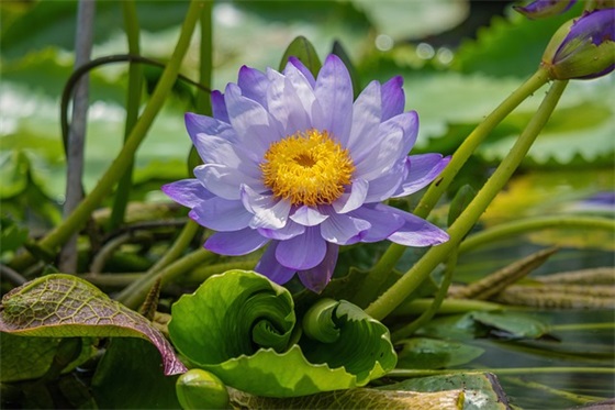 中秋节的诗句祝福语64句