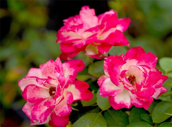 幽默晚安祝福语52句