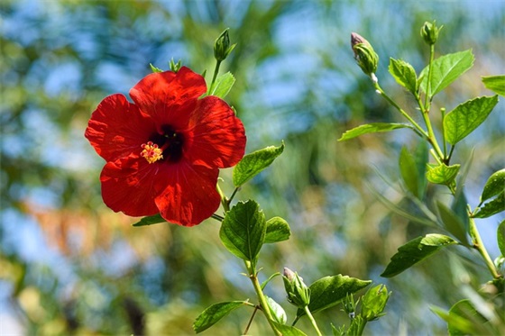 女儿新婚祝福语大全53句