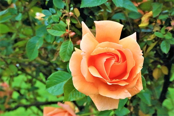 伴娘给新娘祝福语52句