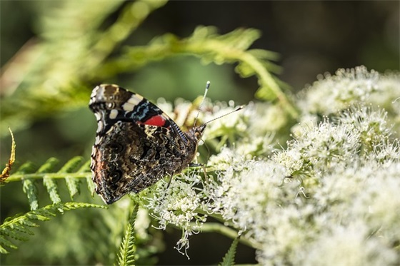 2025过年发朋友圈经典祝福语句子
