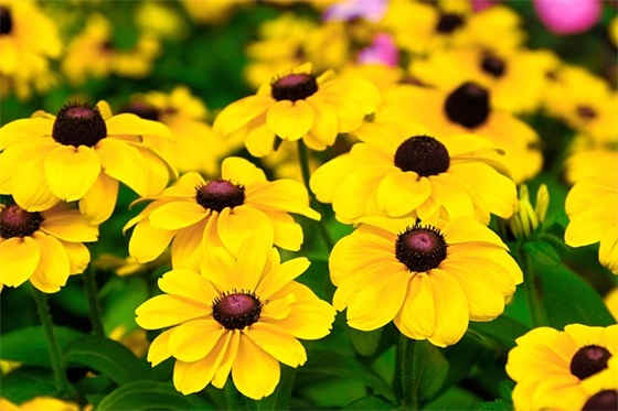 姐姐婚礼弟弟祝福语56句