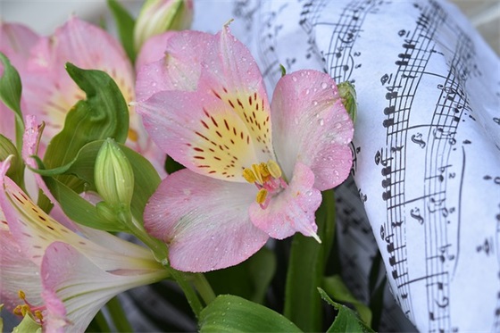 搞笑新年祝福语短信50句