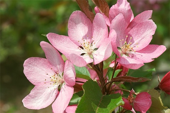 2025新年创意祝福语 新年祝福佳句