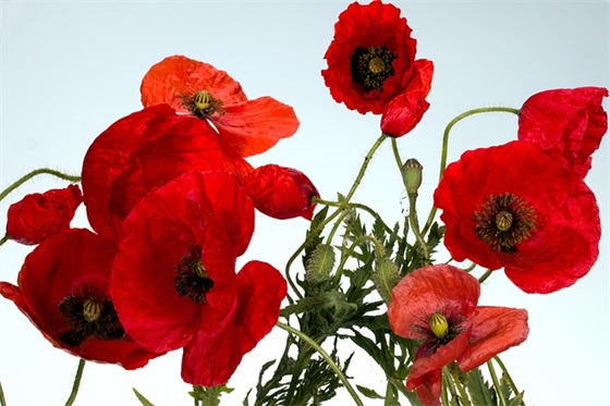 圣诞节祝福语中英文