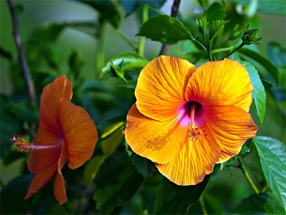 送妻子生日祝福语53句