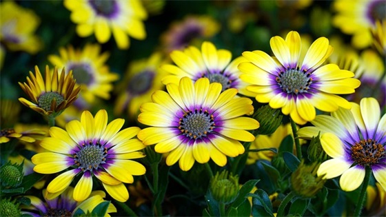 2025年搞笑春节祝福语51句