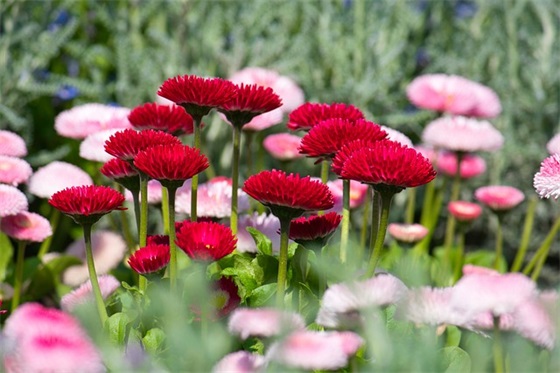 适合跨年发的祝福文案