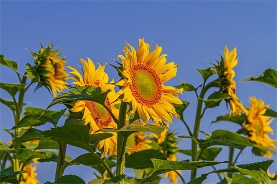房子开工大吉的简短祝福语
