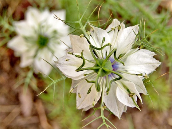 护士节祝福语短句50句