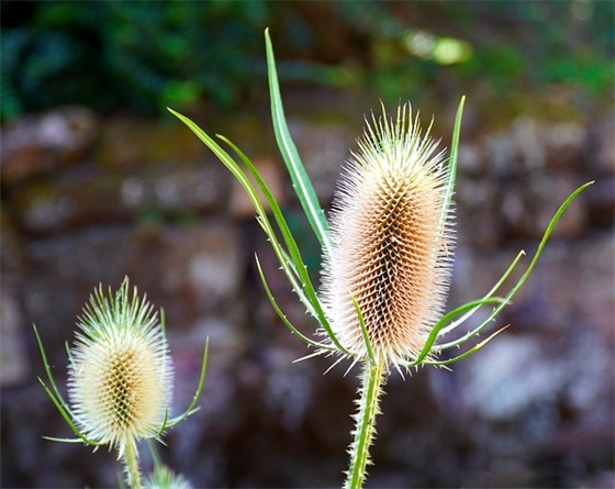 七夕夫妻间的祝福语有哪些