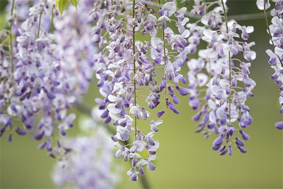 大年初五迎财神祝福语