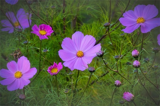 2025虎年新年祝福语温馨大全(虎年新年祝福语全家)