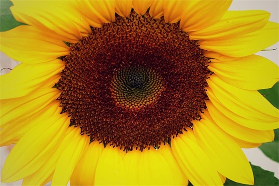 祝福新婚的唯美句子 最打动人心的祝福语