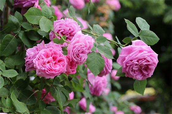 qq女生社会网名个性网名大全