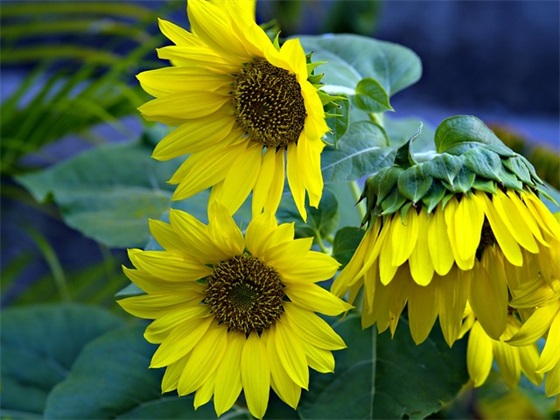 群网名搞笑简单女