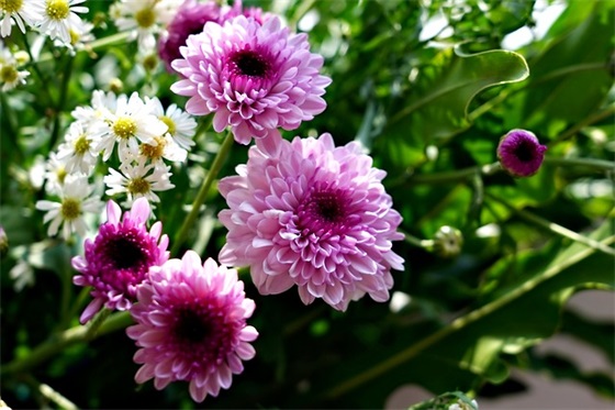 小女孩可爱网名大全